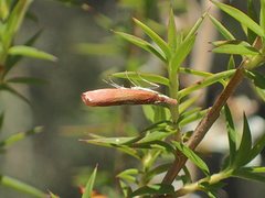Canuza euspilella