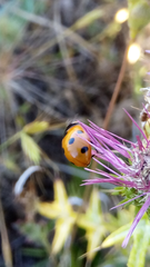 Coccinella algerica