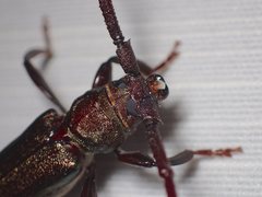 Xystrocera virescens