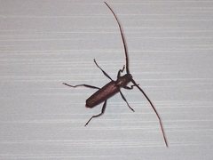 Xystrocera virescens