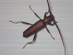 Xystrocera virescens