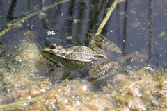 Pelophylax