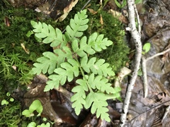 Phegopteris connectilis