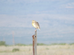 Sturnella magna lilianae