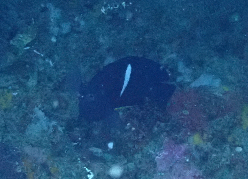 Black Angelfish