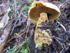 Cortinarius canarius