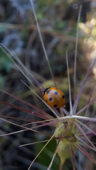 Coccinella algerica