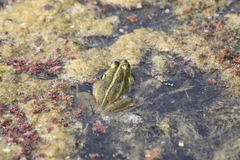 Pelophylax