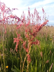 Rumex acetosa