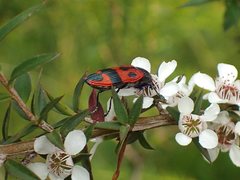 Castiarina delectabilis