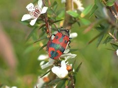 Castiarina delectabilis