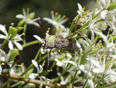 Pempsamacra dispersa