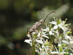 Pempsamacra dispersa