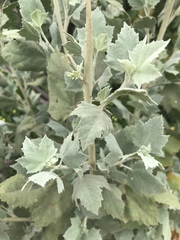 Malacothamnus fasciculatus nuttallii