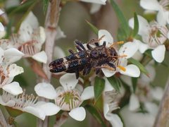 Scrobiger splendidus