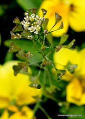 Capsella bursa-pastoris