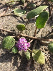Abronia umbellata breviflora