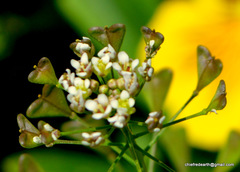 Capsella bursa-pastoris