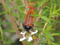Castiarina rufipennis