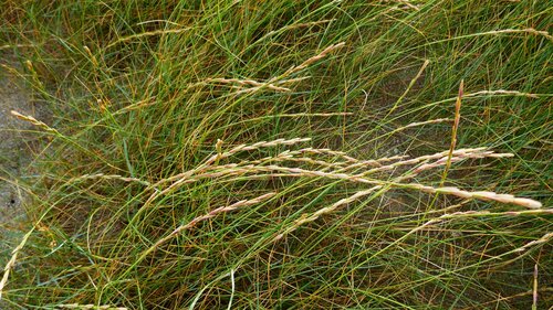 Image of Elymus farctus by no rights reserved