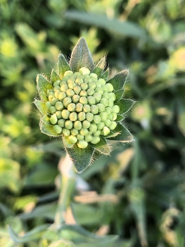 Dirvinė buožainė nuotrauka