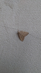 Pechipogo strigilata