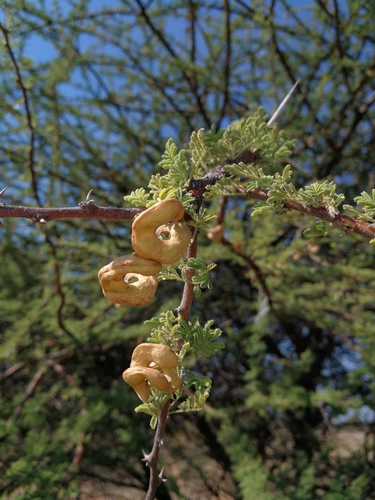 Curly-Pod Acacia