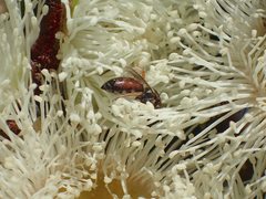 Euryglossa adelaidae