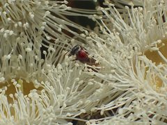Euryglossa adelaidae