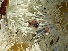 Euryglossa adelaidae