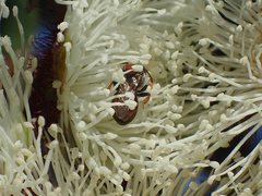 Euryglossa adelaidae