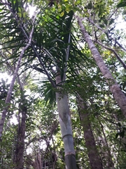 Dypsis hovomantsina