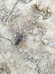 Porcellio ornatus