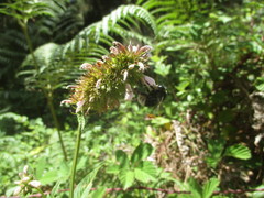 Bombus terrestris canariensis