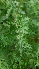 Phacelia tanacetifolia