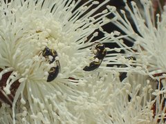 Hylaeus euxanthus