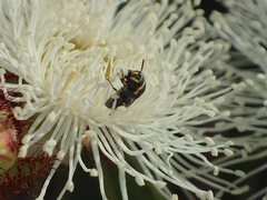 Hylaeus euxanthus