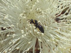 Hylaeus euxanthus