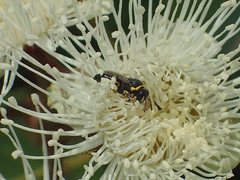 Hylaeus euxanthus