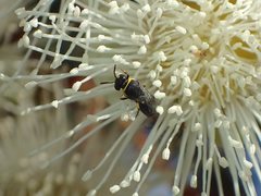 Hylaeus euxanthus