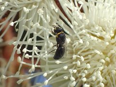 Hylaeus euxanthus