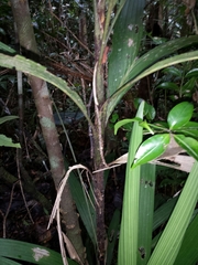 Dypsis angustifolia