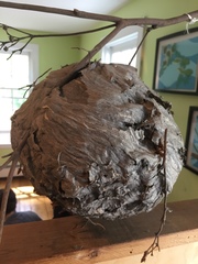 Dolichovespula maculata