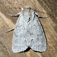 Acronicta americana