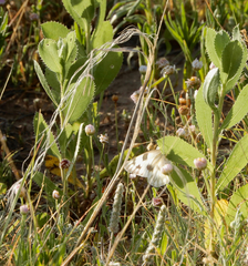 Grindelia ciliata