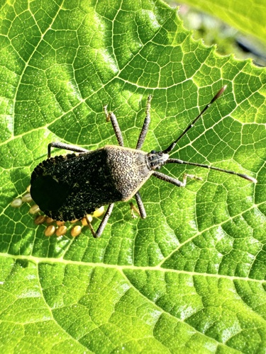 Squash bug