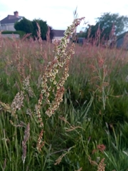 Rumex acetosa