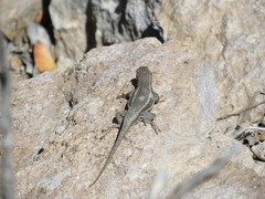 Sceloporus virgatus