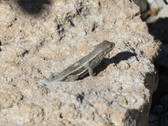 Sceloporus virgatus