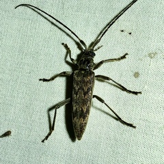 Elytrimitatrix undata